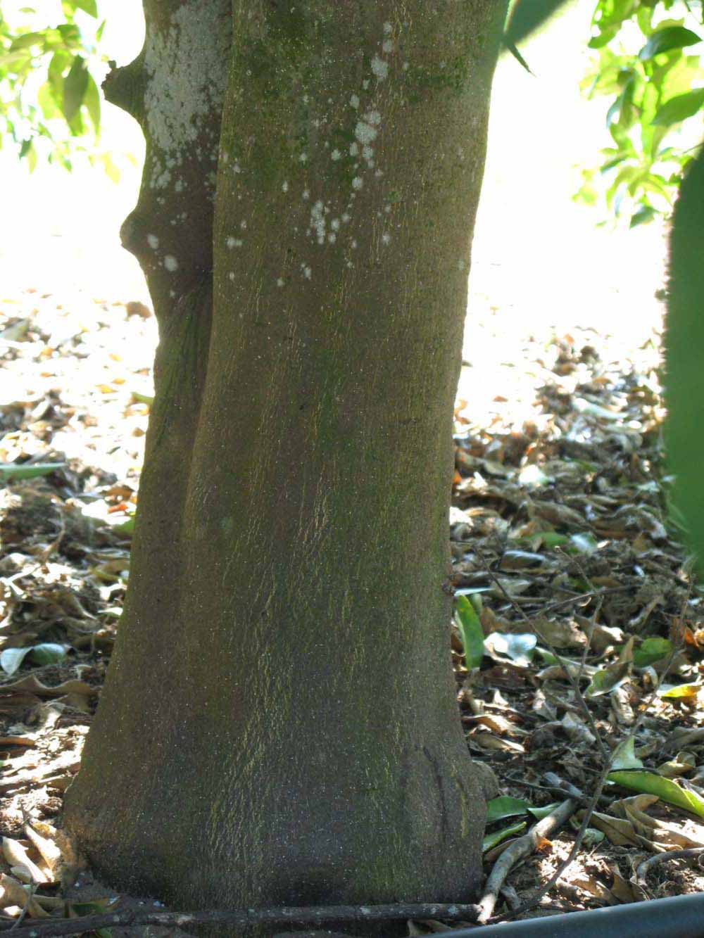            Bark (Winter Haven, FL)   